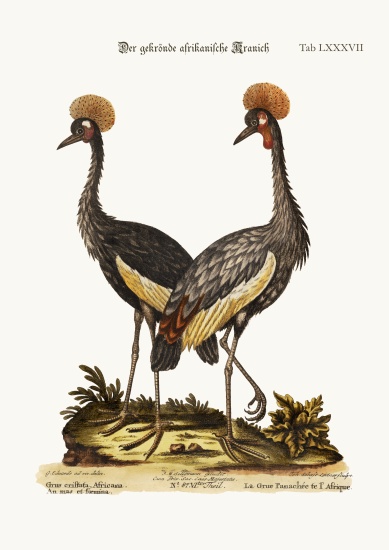 The crowned African Crane from George Edwards