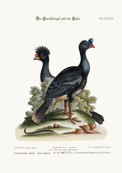 The Curasso-Bird, and the Cushew-Bird from George Edwards