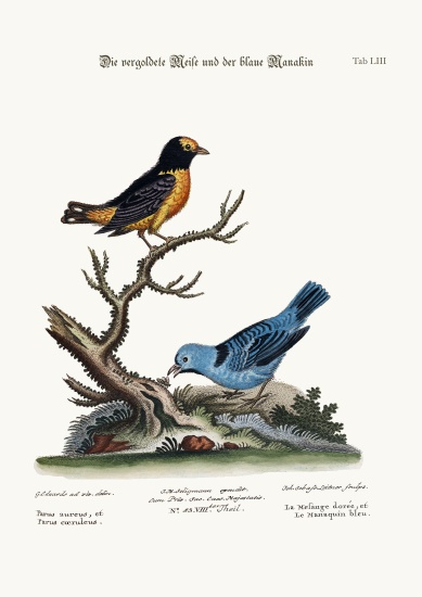 The Golden Tit-mouse, and the Blue Manakin from George Edwards