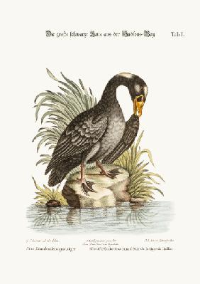 The Great Black Duck from Hudson's Bay