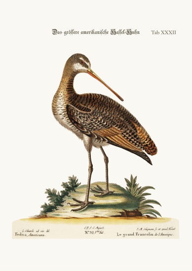 The Greater American Godwit from George Edwards