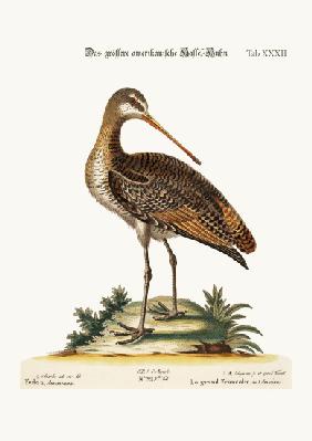 The Greater American Godwit
