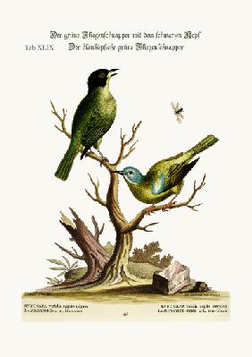 The green black-cap Flycatcher. The blue-headed green Flycatcher