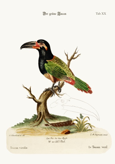 The Green Toucan from George Edwards