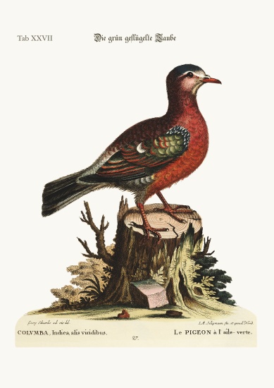 The green-winged Dove from George Edwards