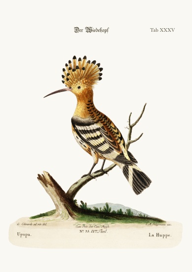 The Hoopoe from George Edwards