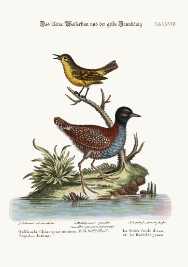 The Least Water-Hen, and the Yellow Wren from George Edwards