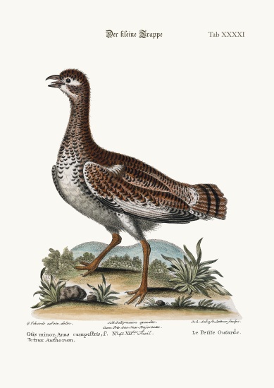 The Little Bustard from George Edwards