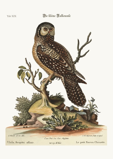The little Hawk Owl from George Edwards