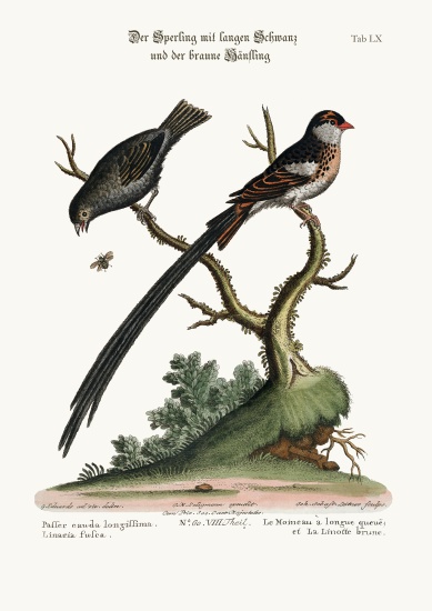 The Long-tailed Sparrow, and the Dusky Linnet from George Edwards