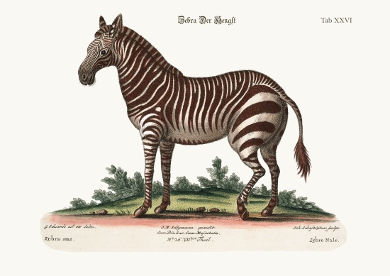 The Male Zebra from George Edwards