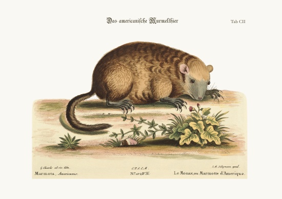 The Monax or Marmotte of America from George Edwards