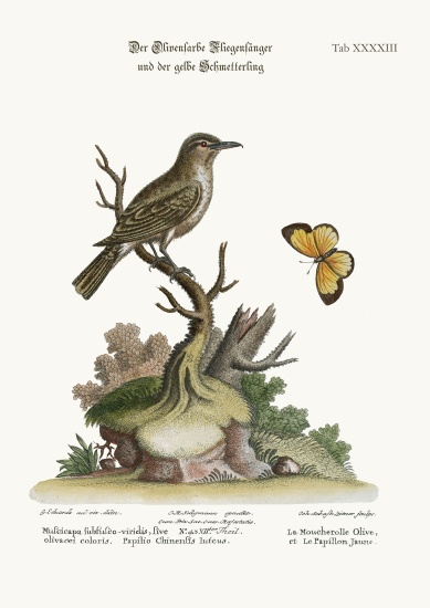 The Olive-coloured Flycatcher and the Yellow Butterfly from George Edwards