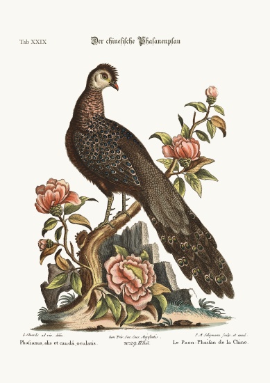 The Peacock Pheasant from China from George Edwards