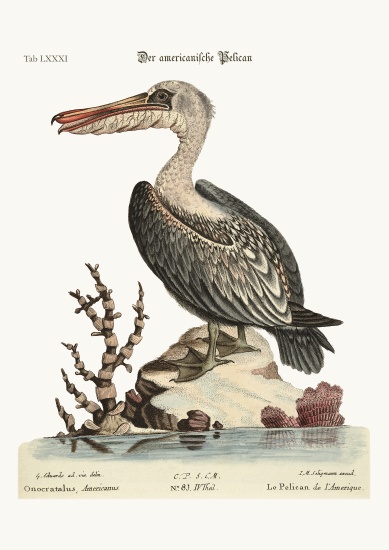 The Pelican of America from George Edwards