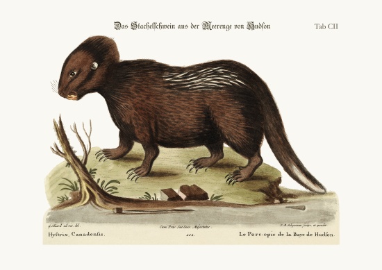 The Porcupine from Hudson's Bay from George Edwards