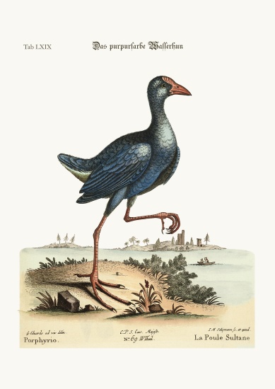 The purple Water-Hen from George Edwards