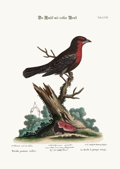 The Red-breasted Black-Bird from George Edwards