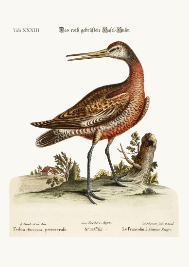The Red-breasted Godwit from George Edwards