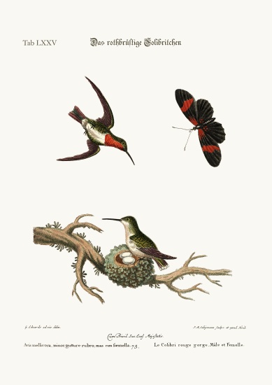 The red-throated Hummingbird from George Edwards