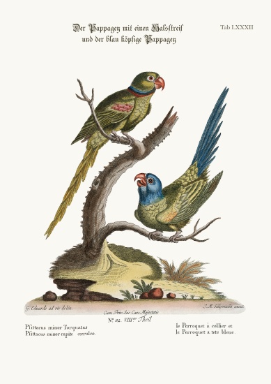 The Ring Parrakeet, and the Blue-headed Parrakeet from George Edwards