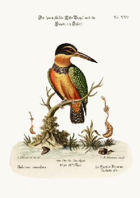 The Spotted Kingfisher