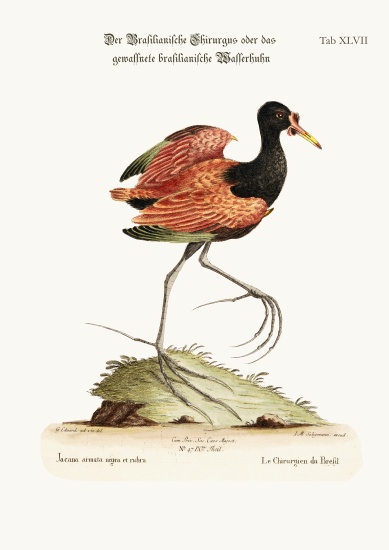The Spur-winged Water-hen of Brasil from George Edwards