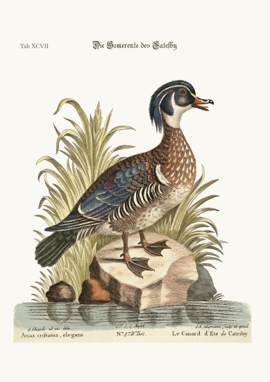 The Summer Duck of Catesby from George Edwards