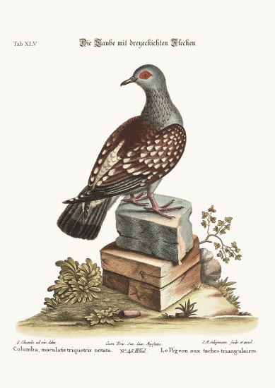 The triangular Spotted Pigeon from George Edwards