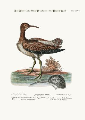 The Whimbrel, or Lesser Curlew, and the Paper-Moss