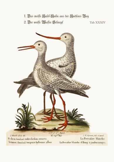 The White Godwit from Hudson's Bay. The White Red-Shank or Pool-Snipe from George Edwards