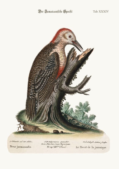 The Wood-Pecker of Jamaica from George Edwards
