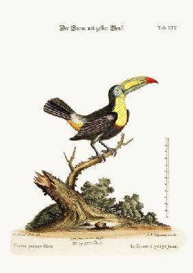 The Yellow-breated Toucan