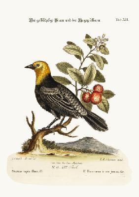The Yellow-headed Starling. The Arbutus or Strawberry-Tree