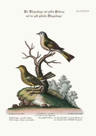 The Yellow-tailed Flycatcher, and the Spotted Yellow Flycatcher from George Edwards