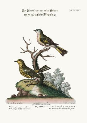 The Yellow-tailed Flycatcher, and the Spotted Yellow Flycatcher
