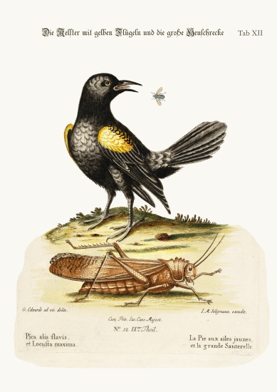 The Yellow-winged Pye, and Greatest Locust from George Edwards