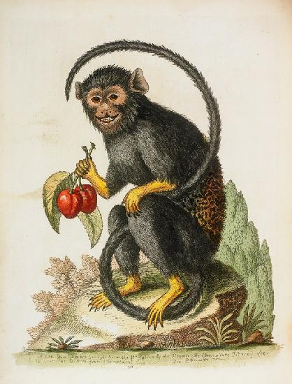 A Little Black Monkey Brought From The West Indies By Commodore Fitzroy Lee