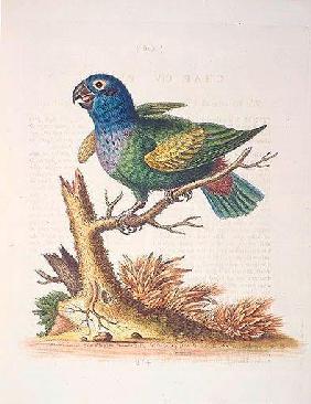 The Blueheaded Parrot. / Le Perroquet bleue