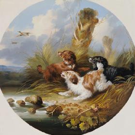 Three Spaniels Flushing Mallard