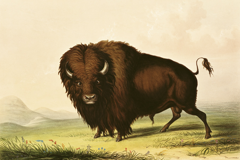 A Bison, c.1832 from George Catlin