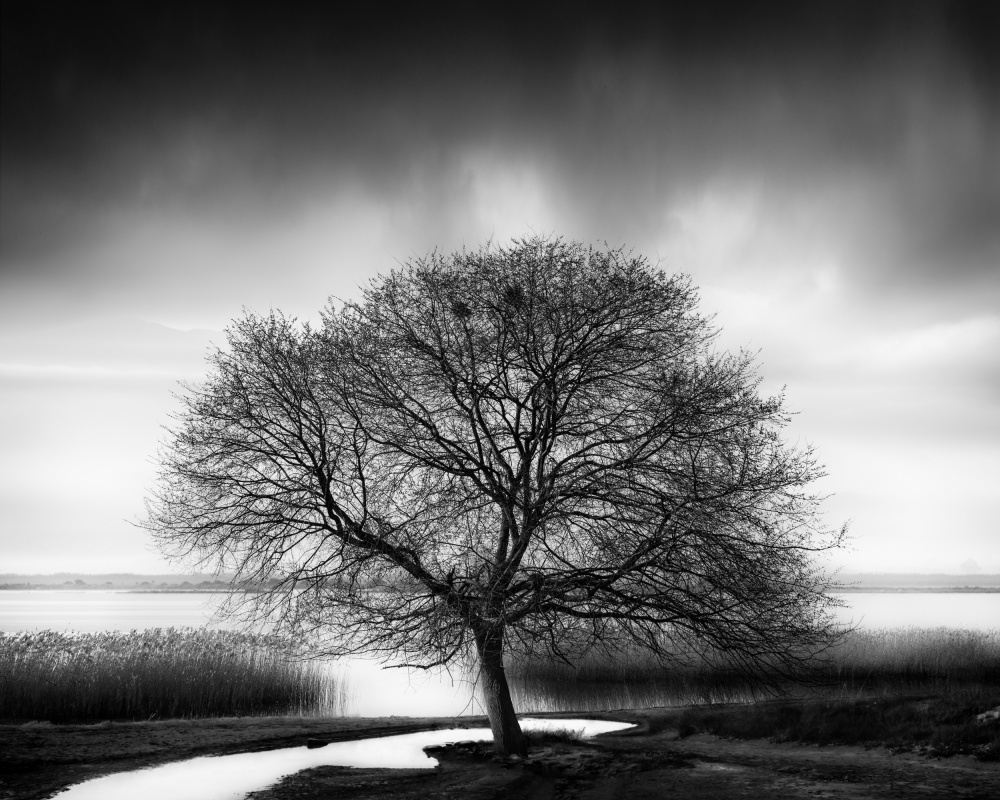 Baum am See from George Digalakis
