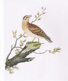 Woodlark, Nature in Britain, veröffentlicht von Collins, 1946 von Collins, 1946