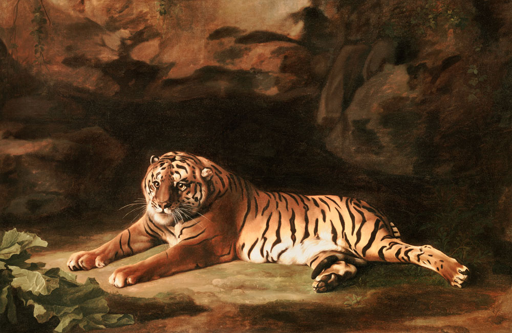 Portrait of the Royal Tiger, c.1770 from George Stubbs