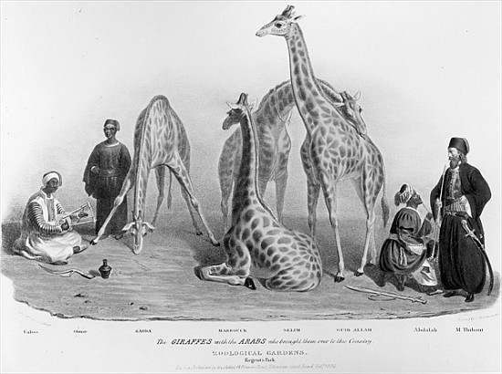 The Giraffes with the Arabs who brought them over to this country, Zoological Gardens, Regent''s Par from George the Elder Scharf