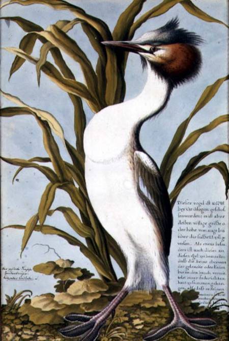 Great Crested Grebe (Podiceps cristatus) c.1748 from German School