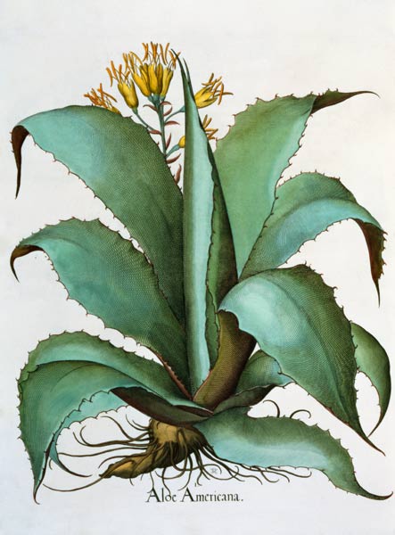 American Aloe: Aloe Americana, from the 'Hortus Eystettensis' by Basil Besler (1561-1629), pub. 1613 from German School, (17th century)