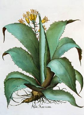 American Aloe: Aloe Americana, from the 'Hortus Eystettensis' by Basil Besler (1561-1629), pub. 1613