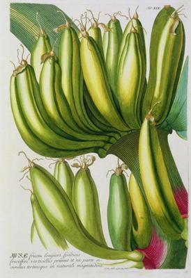 Banana, engraved by Johann Jakob Haid (1704-67) plate 19 from a botanical book, pub. by Augustus Vin