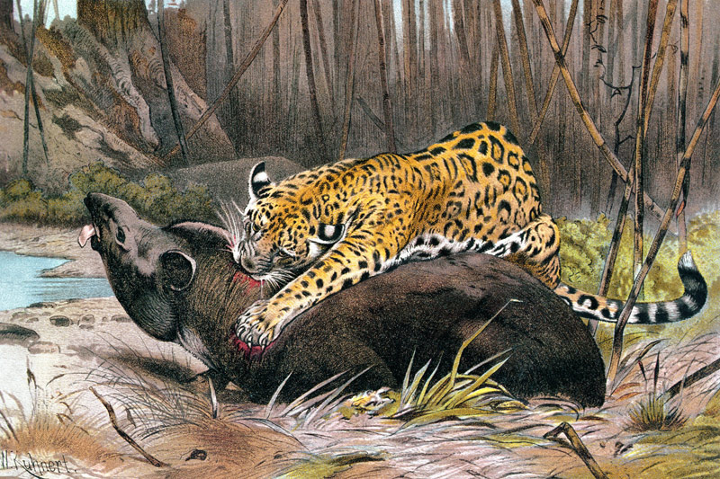 Jaguar, plate from Brehms Tierleben: Allgemeine Kunde des Tierreichs, vol.1, p.494, published by Bib from German School, (19th century)